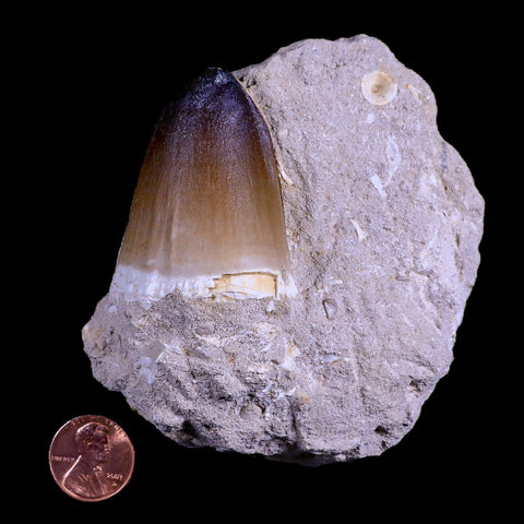 XL 2" Mosasaur Curri Fossil Tooth In Matrix Cretaceous Dinosaur Era COA - Fossil Age Minerals