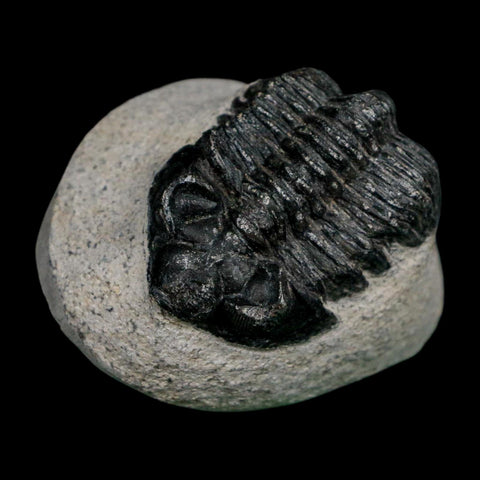 1.9" Coltraenia Oufatenensis Trilobite Fossil Devonian Morocco 400 Mil Yrs Old COA - Fossil Age Minerals