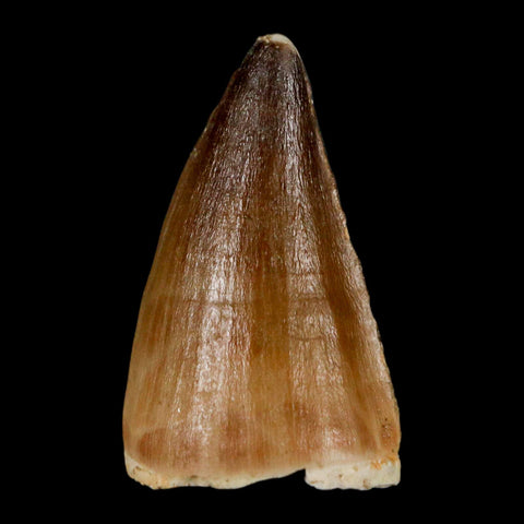 1.6" Mosasaur Prognathodon Fossil Tooth Cretaceous Dinosaur Era COA & Stand - Fossil Age Minerals