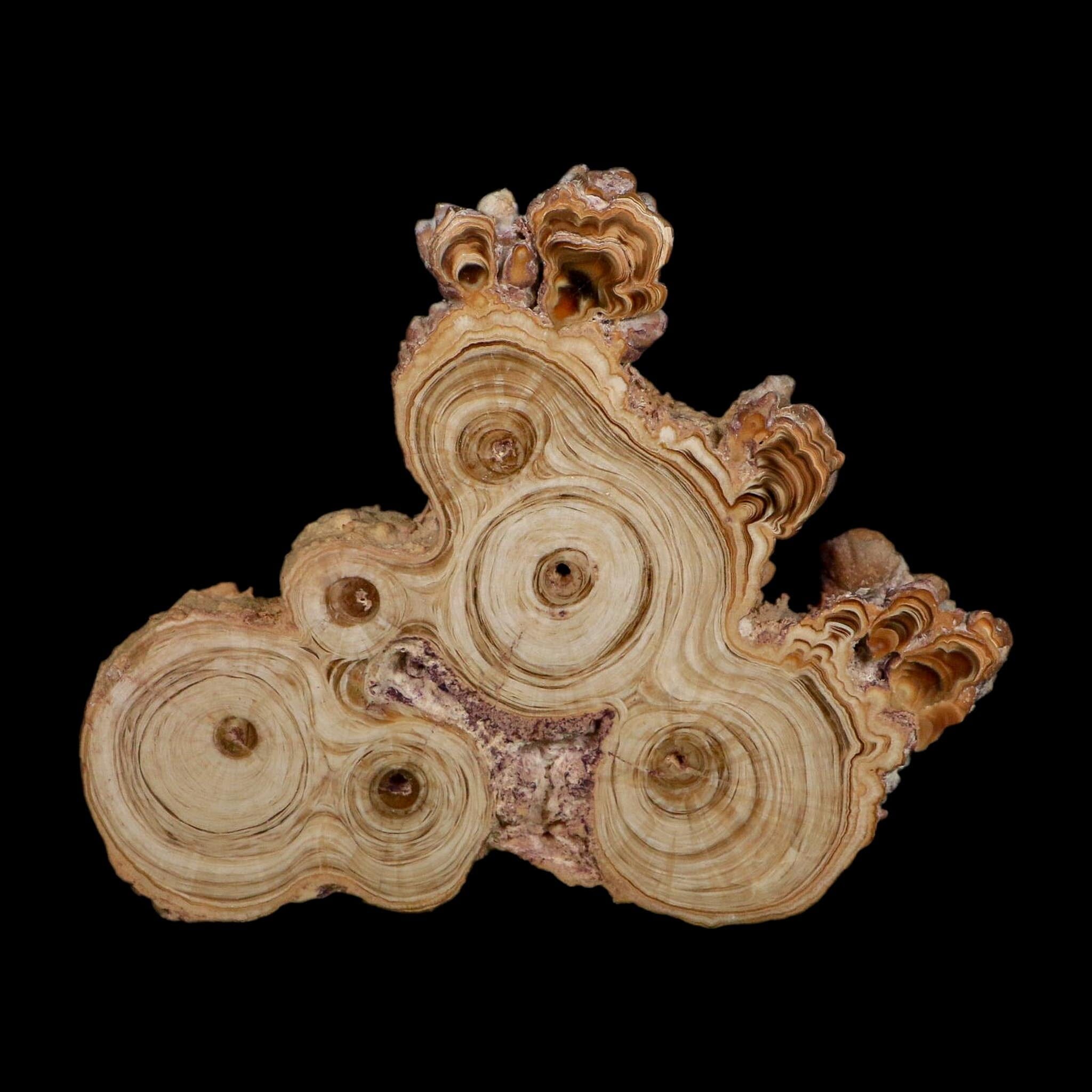 4.7" Aragonite Stalactite Slice Cave Calcite Crystal Mineral Specimen Morocco - Fossil Age Minerals