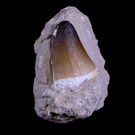 XL 2" Mosasaur Curri Fossil Tooth In Matrix Cretaceous Dinosaur Era COA