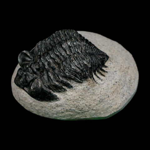 1.9" Coltraenia Oufatenensis Trilobite Fossil Devonian Morocco 400 Mil Yrs Old COA - Fossil Age Minerals