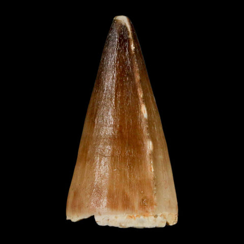 1.6" Mosasaur Prognathodon Fossil Tooth Cretaceous Dinosaur Era COA & Stand - Fossil Age Minerals