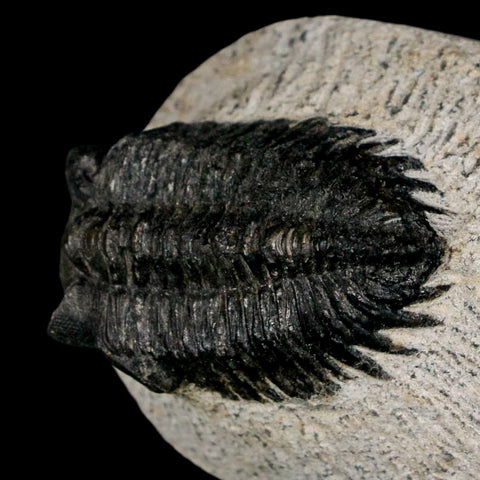 1.6" Coltraenia Oufatenensis Trilobite Fossil Devonian Morocco 400 Mil Yrs Old COA - Fossil Age Minerals