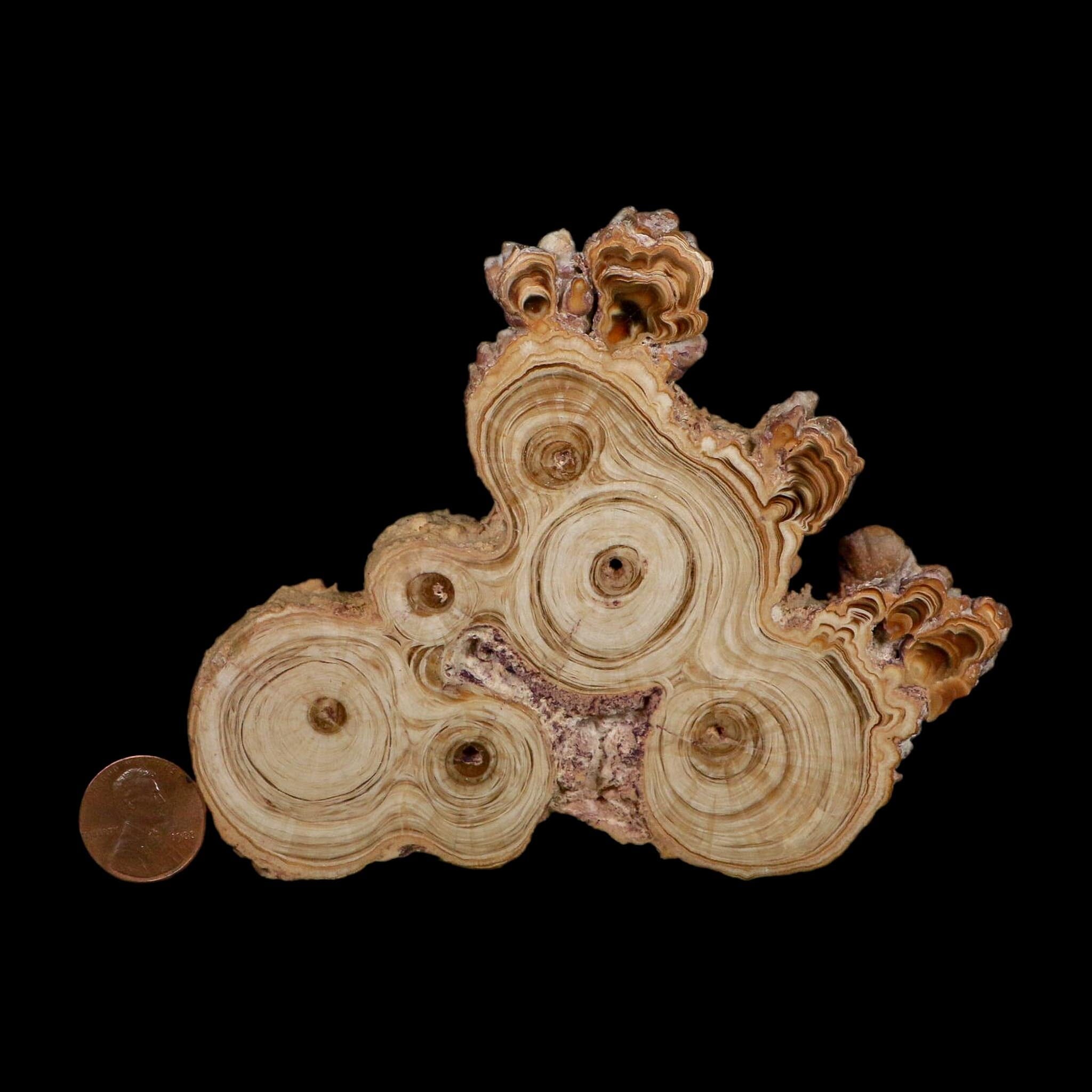 4.7" Aragonite Stalactite Slice Cave Calcite Crystal Mineral Specimen Morocco - Fossil Age Minerals