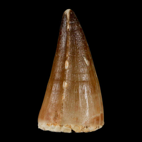 1.6" Mosasaur Prognathodon Fossil Tooth Cretaceous Dinosaur Era COA & Stand - Fossil Age Minerals
