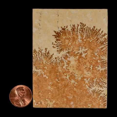 3.1" Pyrolusite Dendritic Limestone Solnhofen Upper Jurassic Age West Germany
