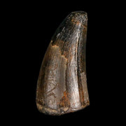1" Crocodile Borealosuchus Fossil Tooth Judith River Formation Montana COA