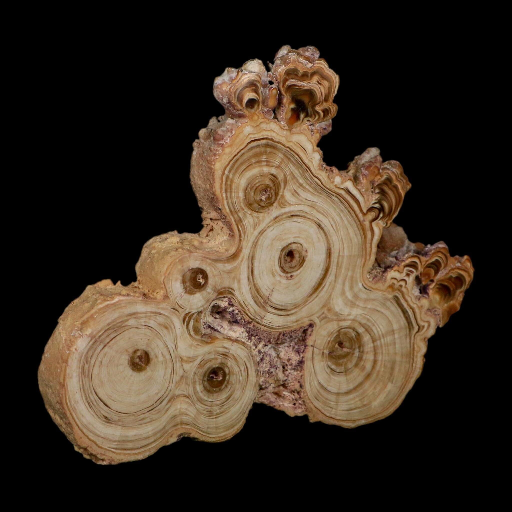 4.7" Aragonite Stalactite Slice Cave Calcite Crystal Mineral Specimen Morocco - Fossil Age Minerals