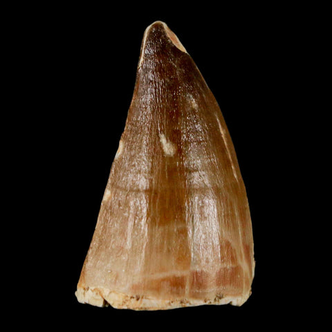 1.6" Mosasaur Prognathodon Fossil Tooth Cretaceous Dinosaur Era COA & Stand - Fossil Age Minerals