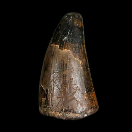 1" Crocodile Borealosuchus Fossil Tooth Judith River Formation Montana COA