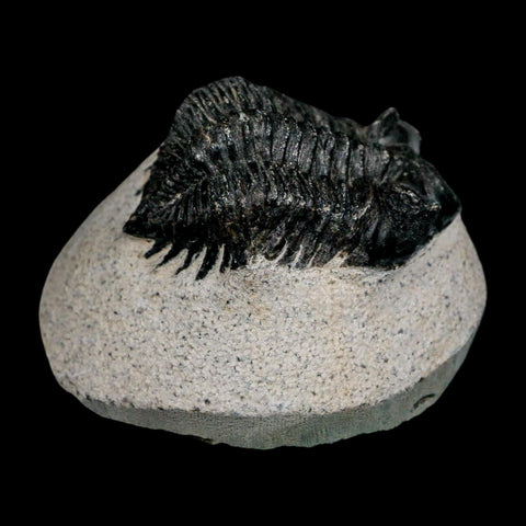 1.9" Coltraenia Oufatenensis Trilobite Fossil Devonian Morocco 400 Mil Yrs Old COA - Fossil Age Minerals