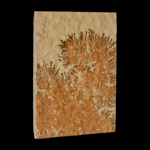 3.1" Pyrolusite Dendritic Limestone Solnhofen Upper Jurassic Age West Germany