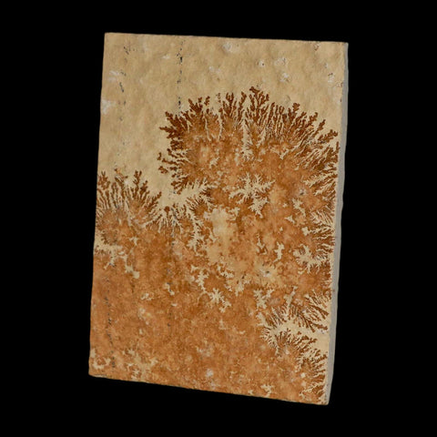 3.1" Pyrolusite Dendritic Limestone Solnhofen Upper Jurassic Age West Germany