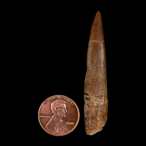 XL 2.2" Plesiosaur Zarafasaura Tooth Fossil Cretaceous Dinosaur Era COA, Stand - Fossil Age Minerals