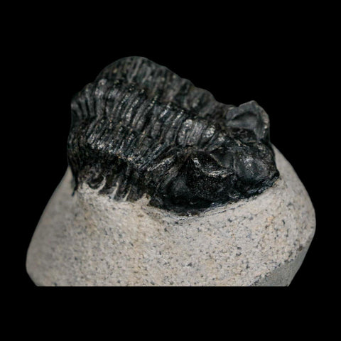 1.9" Coltraenia Oufatenensis Trilobite Fossil Devonian Morocco 400 Mil Yrs Old COA - Fossil Age Minerals