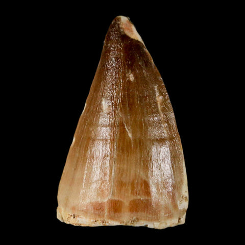 1.6" Mosasaur Prognathodon Fossil Tooth Cretaceous Dinosaur Era COA & Stand - Fossil Age Minerals