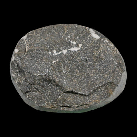 1.9" Coltraenia Oufatenensis Trilobite Fossil Devonian Morocco 400 Mil Yrs Old COA - Fossil Age Minerals