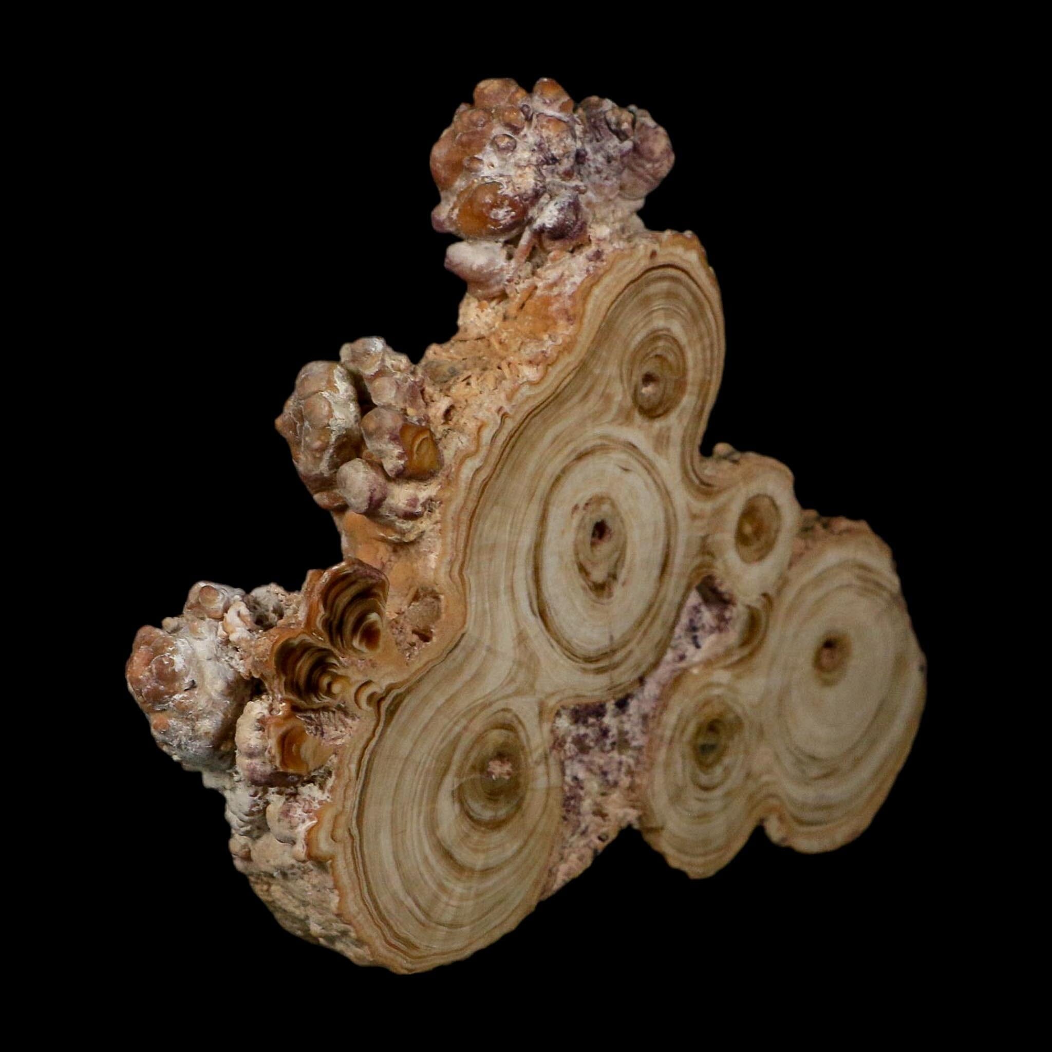 4.7" Aragonite Stalactite Slice Cave Calcite Crystal Mineral Specimen Morocco - Fossil Age Minerals