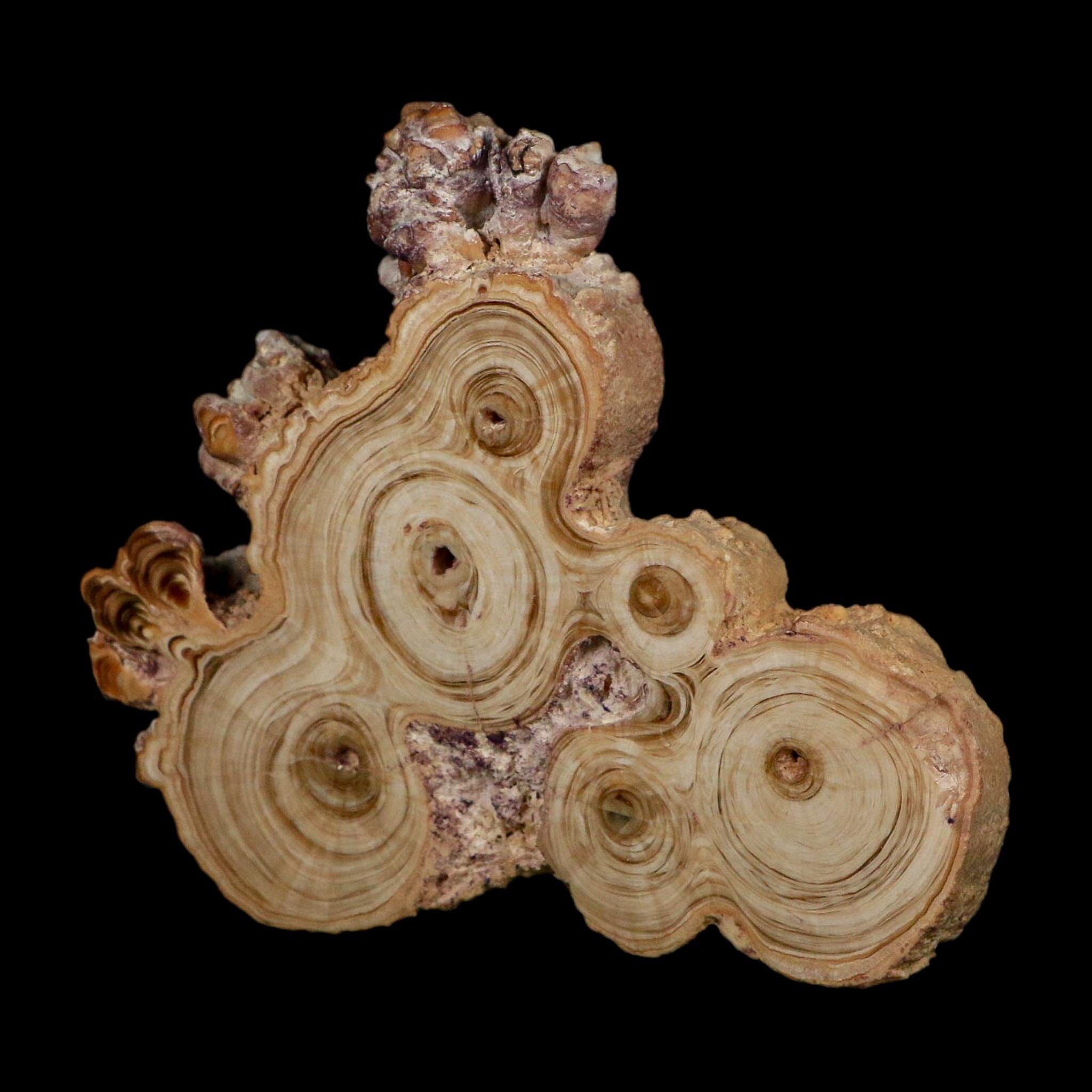 4.7" Aragonite Stalactite Slice Cave Calcite Crystal Mineral Specimen Morocco - Fossil Age Minerals