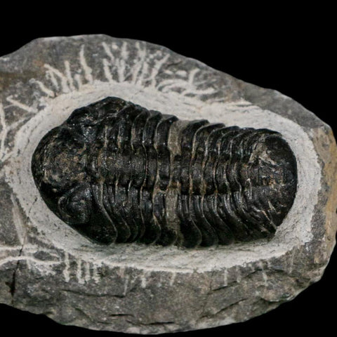 2.1" Reedops Cephalotes Trilobite Fossil Morocco Devonian Age 400 Mil Yrs Old COA - Fossil Age Minerals