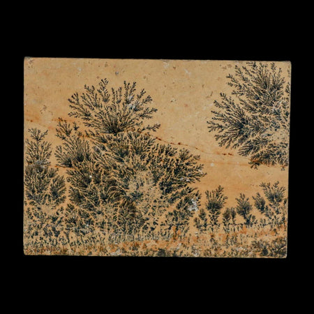 3.1" Pyrolusite Dendritic Limestone Solnhofen Upper Jurassic Age West Germany