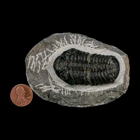 2.1" Reedops Cephalotes Trilobite Fossil Morocco Devonian Age 400 Mil Yrs Old COA - Fossil Age Minerals