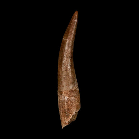 XL 2.2" Plesiosaur Zarafasaura Tooth Fossil Cretaceous Dinosaur Era COA, Stand - Fossil Age Minerals