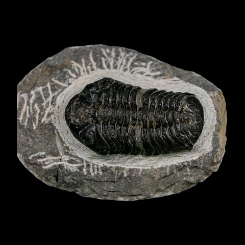 2.1" Reedops Cephalotes Trilobite Fossil Morocco Devonian Age 400 Mil Yrs Old COA - Fossil Age Minerals