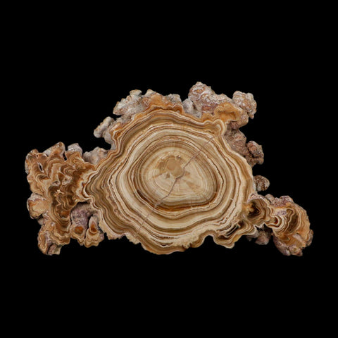 5.6" Aragonite Stalactite Slice Cave Calcite Crystal Mineral Specimen Morocco