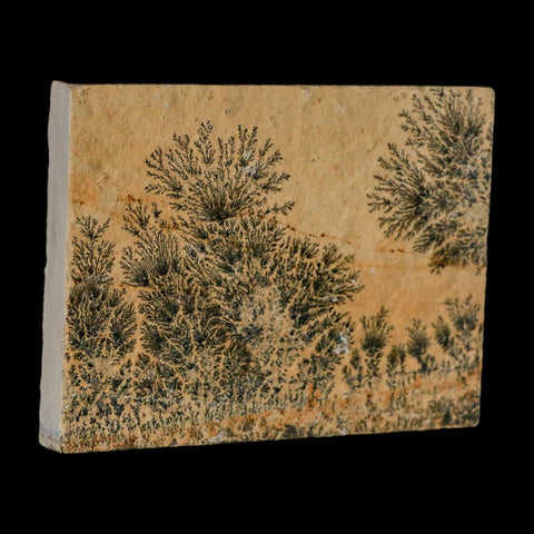 3.1" Pyrolusite Dendritic Limestone Solnhofen Upper Jurassic Age West Germany