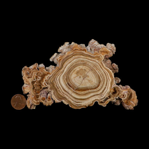 5.6" Aragonite Stalactite Slice Cave Calcite Crystal Mineral Specimen Morocco