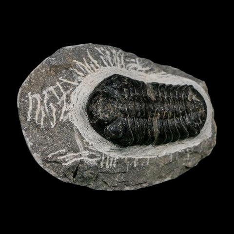 2.1" Reedops Cephalotes Trilobite Fossil Morocco Devonian Age 400 Mil Yrs Old COA - Fossil Age Minerals