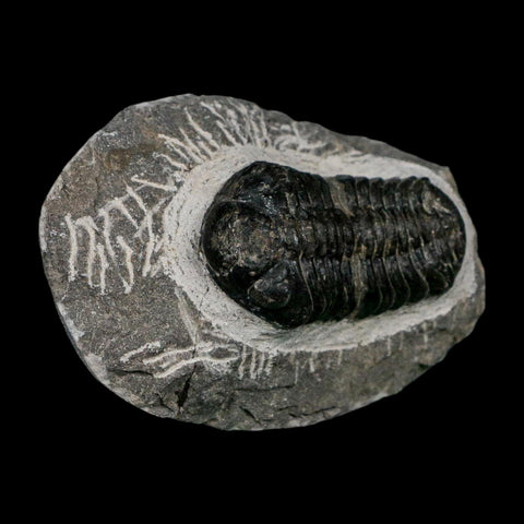 2.1" Reedops Cephalotes Trilobite Fossil Morocco Devonian Age 400 Mil Yrs Old COA - Fossil Age Minerals