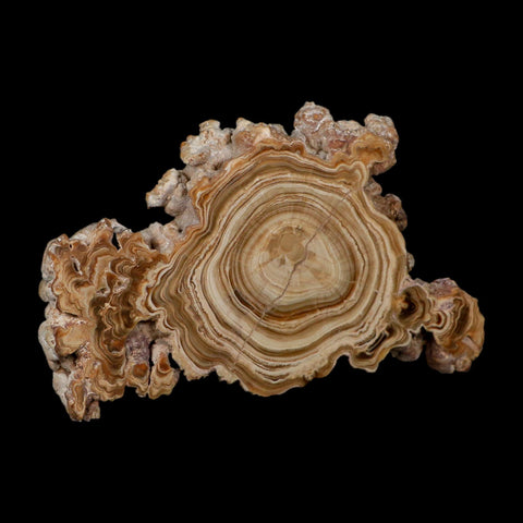 5.6" Aragonite Stalactite Slice Cave Calcite Crystal Mineral Specimen Morocco