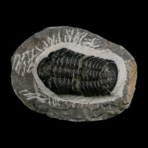 2.1" Reedops Cephalotes Trilobite Fossil Morocco Devonian Age 400 Mil Yrs Old COA - Fossil Age Minerals