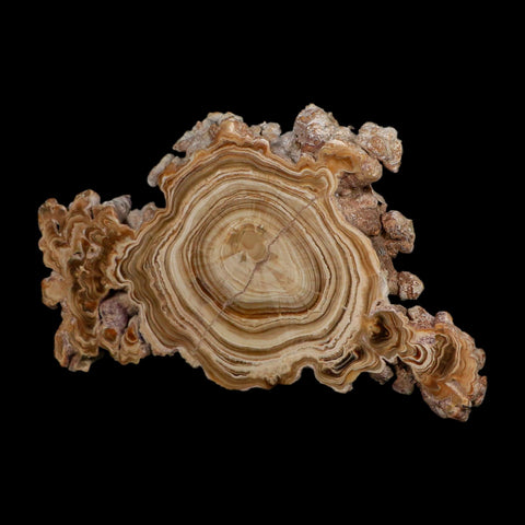 5.6" Aragonite Stalactite Slice Cave Calcite Crystal Mineral Specimen Morocco