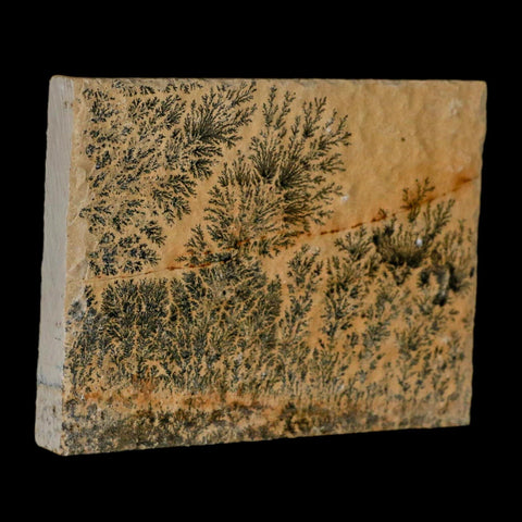 3.1" Pyrolusite Dendritic Limestone Solnhofen Upper Jurassic Age West Germany