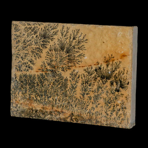 3.1" Pyrolusite Dendritic Limestone Solnhofen Upper Jurassic Age West Germany