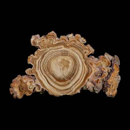 5.6" Aragonite Stalactite Slice Cave Calcite Crystal Mineral Specimen Morocco