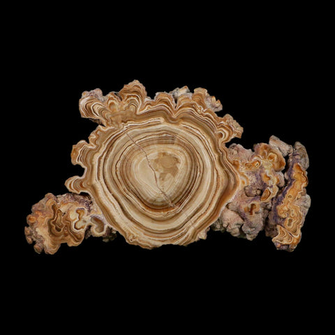 5.6" Aragonite Stalactite Slice Cave Calcite Crystal Mineral Specimen Morocco
