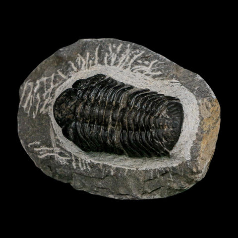 2.1" Reedops Cephalotes Trilobite Fossil Morocco Devonian Age 400 Mil Yrs Old COA - Fossil Age Minerals