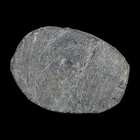 2.1" Reedops Cephalotes Trilobite Fossil Morocco Devonian Age 400 Mil Yrs Old COA - Fossil Age Minerals