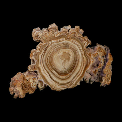 5.6" Aragonite Stalactite Slice Cave Calcite Crystal Mineral Specimen Morocco