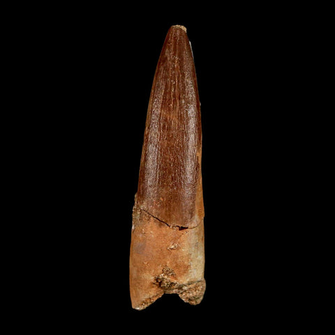 1.8" Plesiosaur Zarafasaura Tooth Fossil Cretaceous Dinosaur Era COA, Stand - Fossil Age Minerals