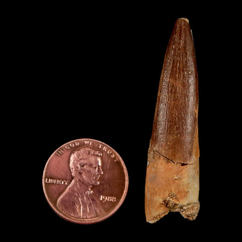 1.8" Plesiosaur Zarafasaura Tooth Fossil Cretaceous Dinosaur Era COA, Stand - Fossil Age Minerals