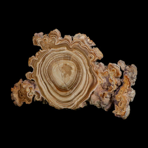5.6" Aragonite Stalactite Slice Cave Calcite Crystal Mineral Specimen Morocco