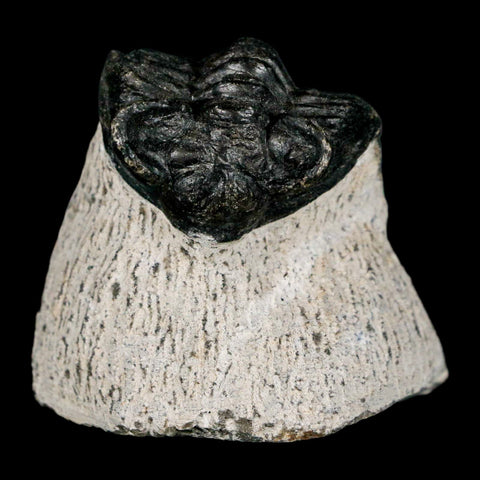 1.6" Coltraenia Oufatenensis Trilobite Fossil Devonian Morocco 400 Mil Yrs Old COA - Fossil Age Minerals