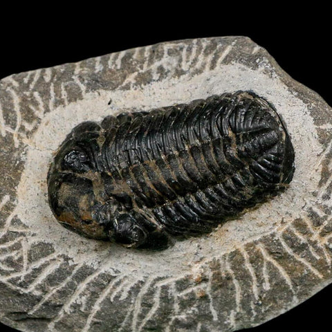 1.7" Reedops Cephalotes Trilobite Fossil Morocco Devonian Age 400 Mil Yrs Old COA - Fossil Age Minerals