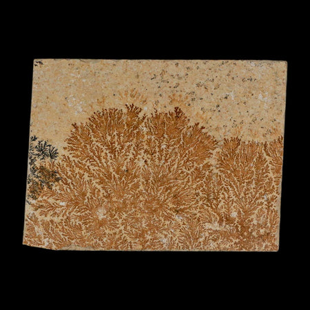 3.2" Pyrolusite Dendritic Limestone Solnhofen Upper Jurassic Age West Germany